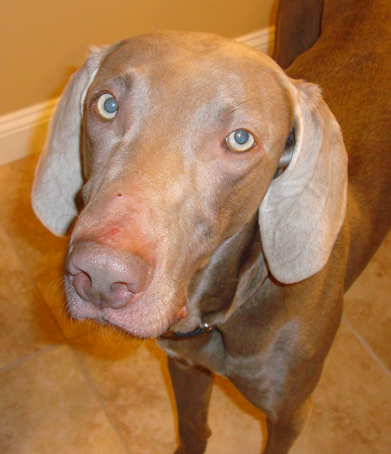 Sampson