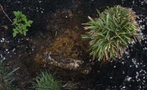 Step 1 - Dig a big hole around the pipe