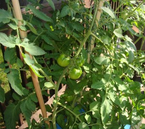 Tomatoes are starting to grow