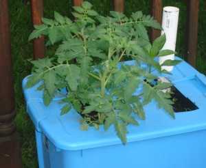 Tomatos in early june